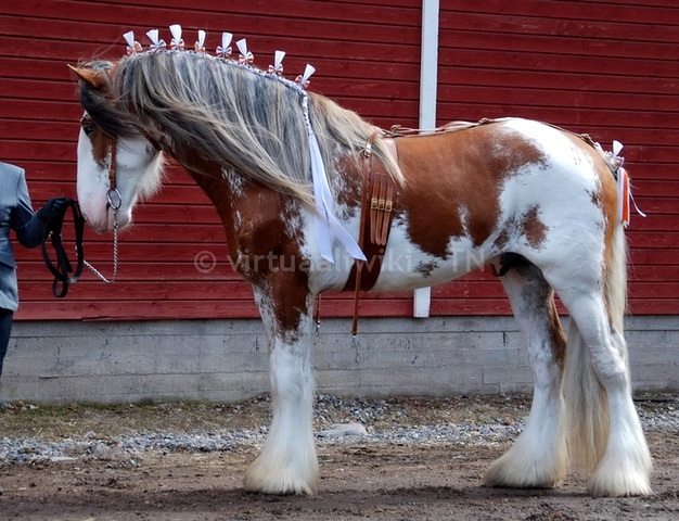 Clydesdale.jpg